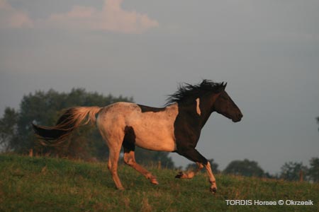 2009_08_Tordis_Horses029