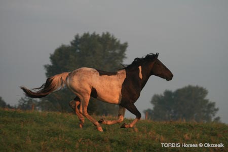 2009_08_Tordis_Horses030