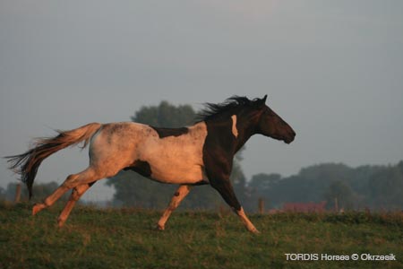 2009_08_Tordis_Horses031