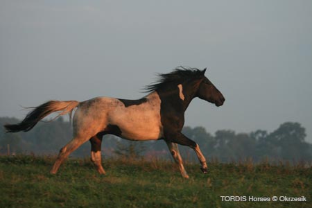 2009_08_Tordis_Horses032