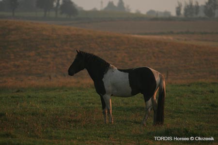 2009_08_Tordis_Horses033