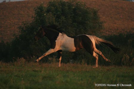 2009_08_Tordis_Horses034