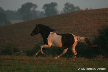 2009_08_Tordis_Horses035