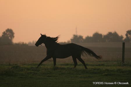 2009_08_Tordis_Horses036