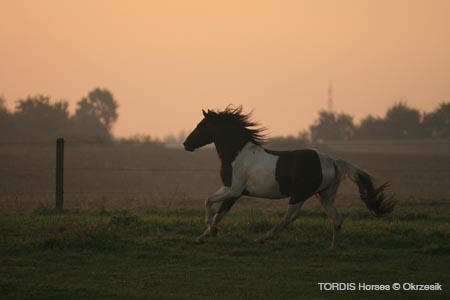 2009_08_Tordis_Horses037
