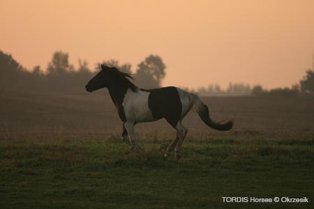 2009_08_Tordis_Horses038
