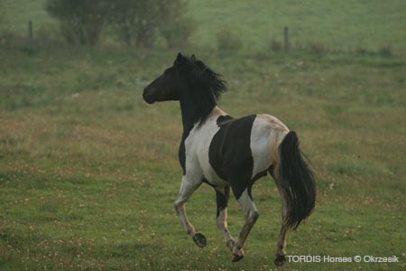 2009_08_Tordis_Horses039