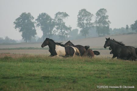 2009_08_Tordis_Horses040