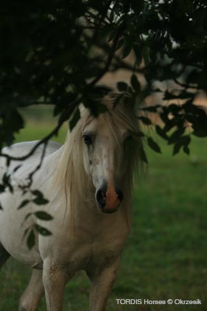 2009_08_Tordis_Horses041