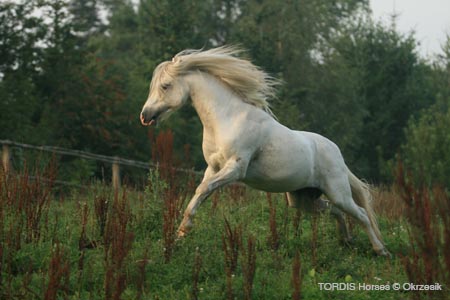 2009_08_Tordis_Horses042
