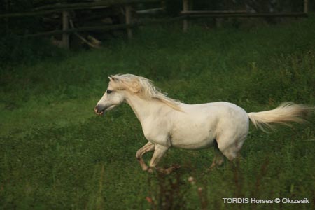 2009_08_Tordis_Horses044