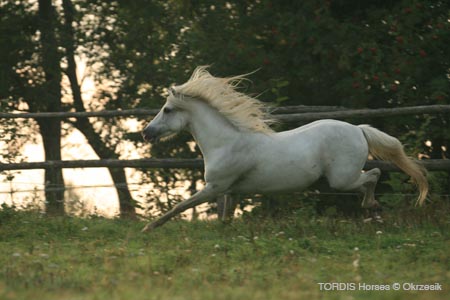 2009_08_Tordis_Horses045