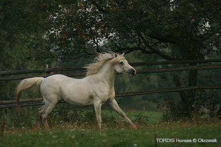2009_08_Tordis_Horses047