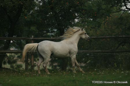2009_08_Tordis_Horses048