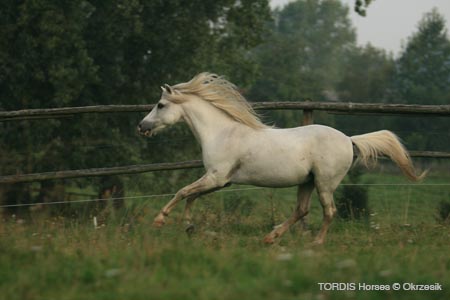 2009_08_Tordis_Horses050