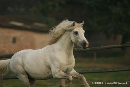 2009_08_Tordis_Horses051