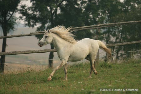 2009_08_Tordis_Horses052