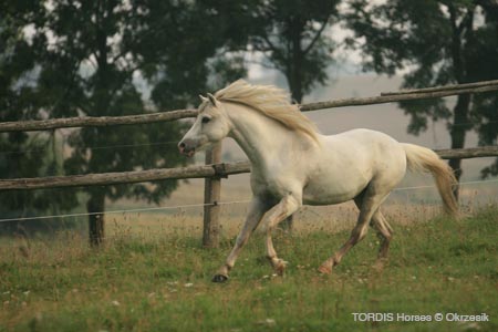 2009_08_Tordis_Horses053