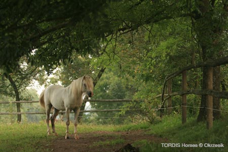 2009_08_Tordis_Horses054
