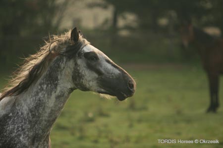 2009_08_Tordis_Horses059