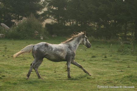 2009_08_Tordis_Horses060
