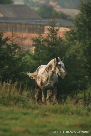 2009_08_Tordis_Horses063