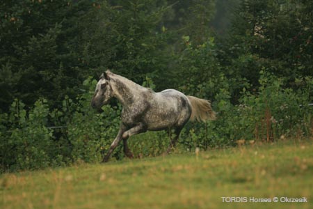 2009_08_Tordis_Horses064