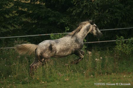 2009_08_Tordis_Horses067