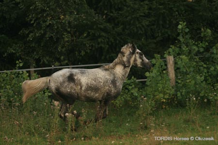2009_08_Tordis_Horses068