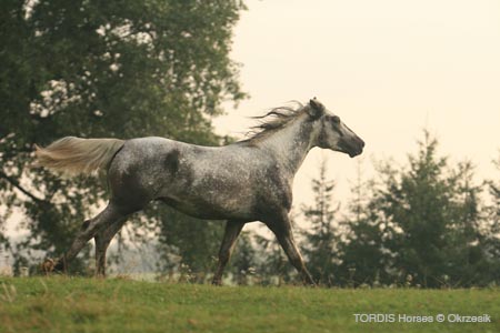 2009_08_Tordis_Horses071