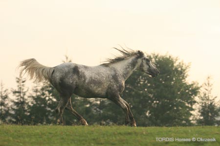 2009_08_Tordis_Horses072