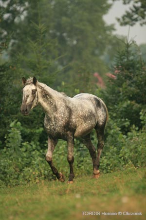 2009_08_Tordis_Horses076