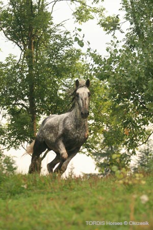 2009_08_Tordis_Horses079