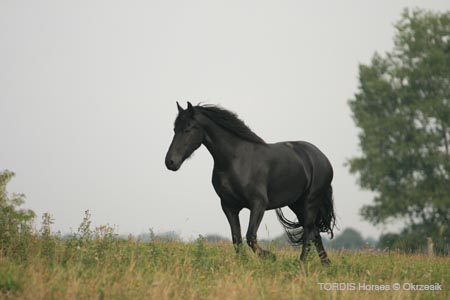 2009_08_Tordis_Horses080