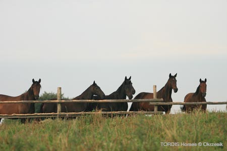 2009_08_Tordis_Horses081