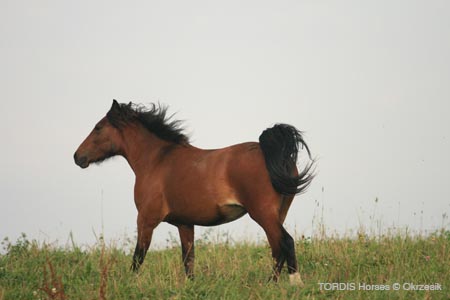 2009_08_Tordis_Horses083