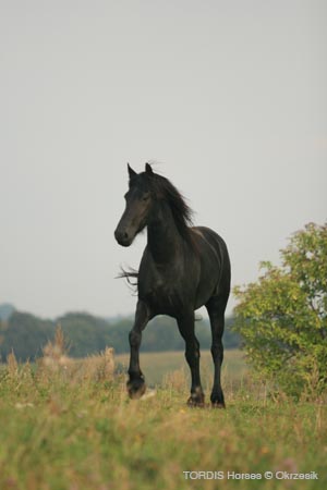 2009_08_Tordis_Horses084