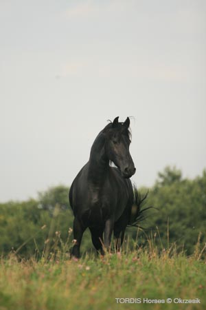 2009_08_Tordis_Horses086