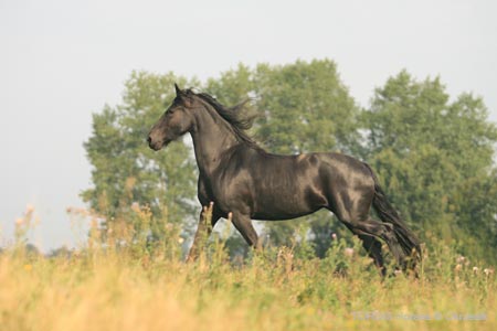 2009_08_Tordis_Horses096