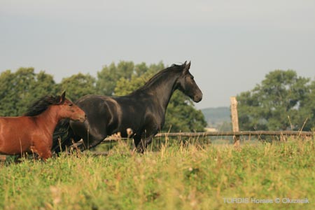 2009_08_Tordis_Horses099