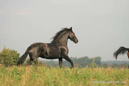 2009_08_Tordis_Horses100