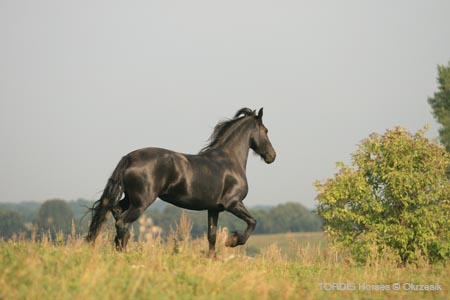 2009_08_Tordis_Horses101