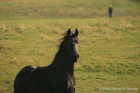 2009_08_Tordis_Horses102