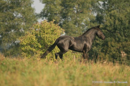 2009_08_Tordis_Horses105