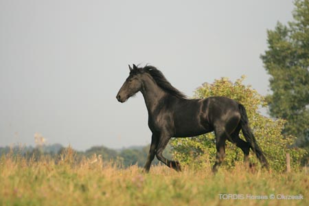 2009_08_Tordis_Horses108