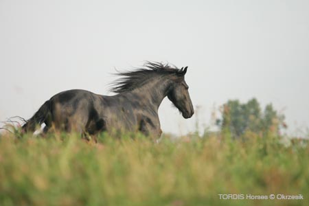 2009_08_Tordis_Horses114