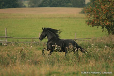 2009_08_Tordis_Horses118