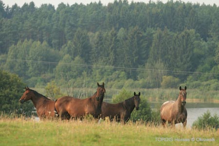 2009_08_Tordis_Horses124