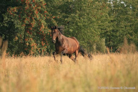 2009_08_Tordis_Horses125