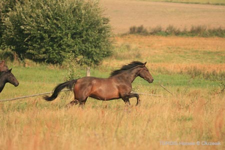 2009_08_Tordis_Horses126